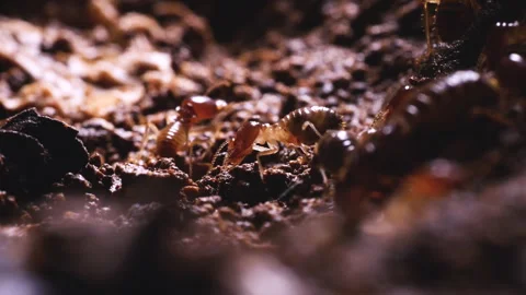 Group of termites crawling on ground Stock Footage 276681562