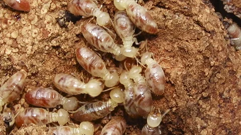 Group of termites 스톡 동영상 290176380