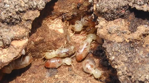 Group of termites 스톡 동영상 290177455