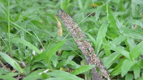 Group of termites on green nature. Stock Footage 77862567