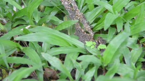 Group of termites on green nature. Stock Footage 77862918