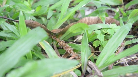 Group of termites on green nature. Stock Footage 77862937