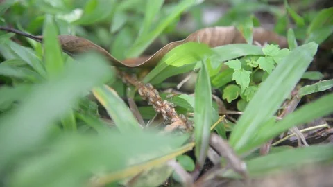 Group of termites on green nature. Stock Footage 77862974