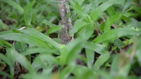 Group of termites on green nature. Stock Footage 77863019