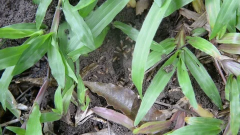 Group of termites on green nature. Stock Footage 77863551