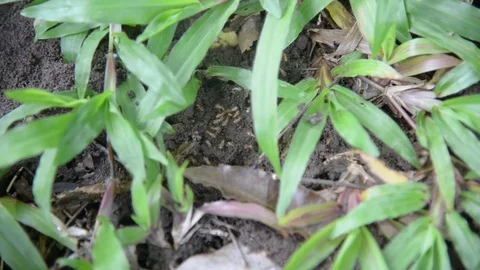 Group of termites on green nature. Stock Footage 77863577