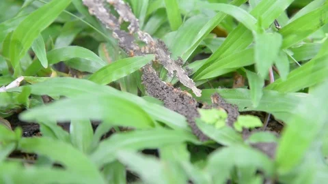 Group of termites on green nature. Stock Footage 77863581