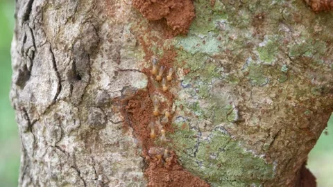 A group of termites (Isoptera) walking on a tree trunk Stock Footage 306779021