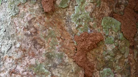 A group of termites (Isoptera) walking on a tree trunk Stock Footage 306779034