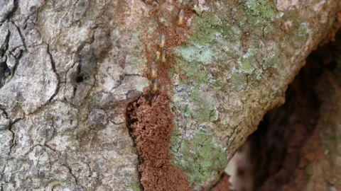 A group of termites (Isoptera) walking on a tree trunk Stock Footage 306779044