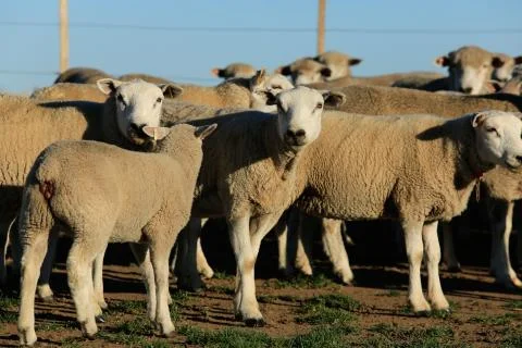 Group of texel sheep Stock Photos