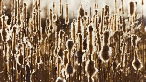 Group of Thin fluffy plants creating wonderful natural pattern Stock Footage 89920265