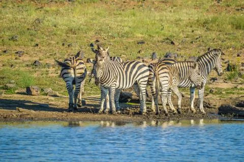 Group of thirsty Zebra drinking from a dam during safari in African bushveld Stock Photos