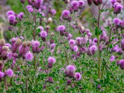 A group of thistle in grow wild in fields and meadow land near Malham, Yorksh Stock Photos