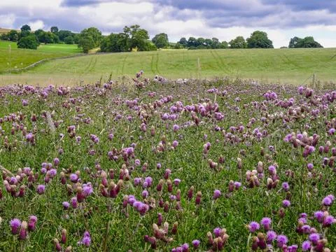 A group of thistle in grow wild in fields and meadow land near Malham, Yorksh Foto stock