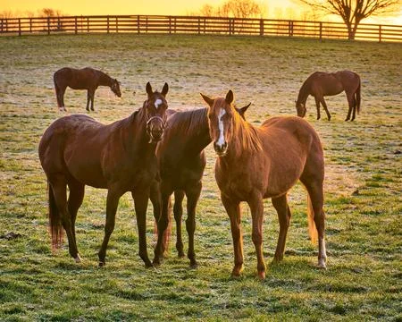 Group of thoroughbred horses looking at camera. Stock Photos