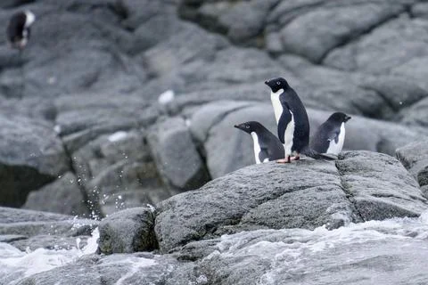 Group of three Adele Penguins near the water in Antarctica Stock Photos