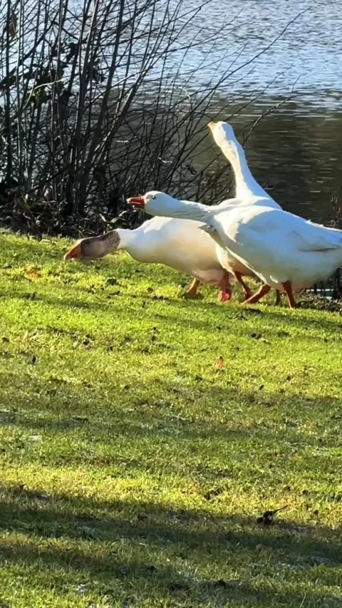 Group of three angry Geese Stock Footage 263058411
