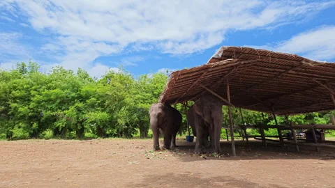 Group of three Asian Elephants enjoying meals at a sanctuary in Thailand. Stock Footage 343751083