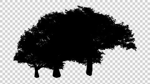 Group of three broadleaf trees in a detailed black silhouette isolated on t.. イラスト素材