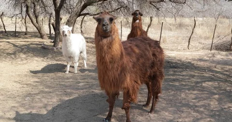 Group of three brown and white Llamas at its corral standing staring to camera 스톡 동영상 103372381