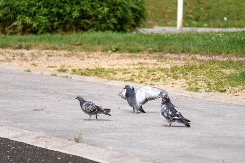 Group of three common pigeons searching for food in a park Stock Photos