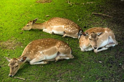 A group of three deers lying in the shadow and chill while the sun is burning Stock Photos