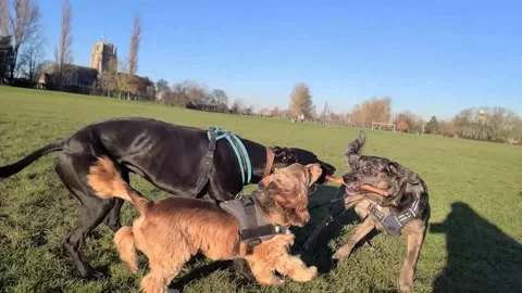 A group of three dog friends play tag of war with a stick Stock Footage 262470710