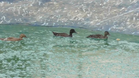 Group of three ducks floating on the water Stock Footage 39598637