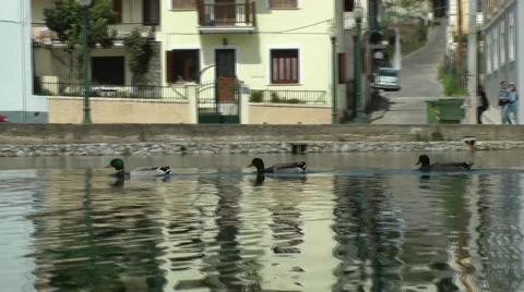 Group of three ducks swims. Vídeos de archivo 49131625