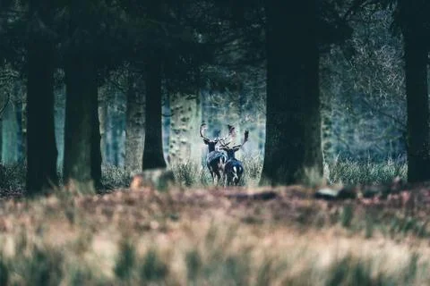 Group of three fallow deer walking in forest. Rear view. Foto stock