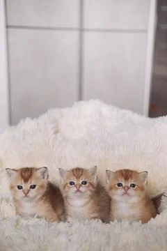 Group of three golden kittens lying on the white fur, close-up Stock Photos
