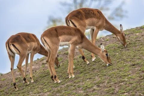 Group of three grazing impala Stock Photos