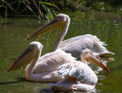 Group of three great white pelicans swimming in a sunny pond Stock Photos