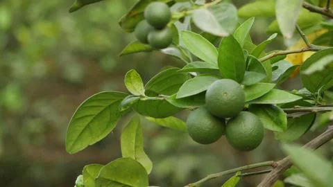 Group of three green Lemons on the branch of Lemons Vídeo Stock 151956583