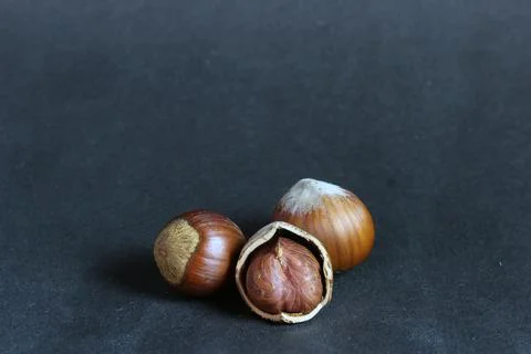 A group of three hazelnuts Stock Photos