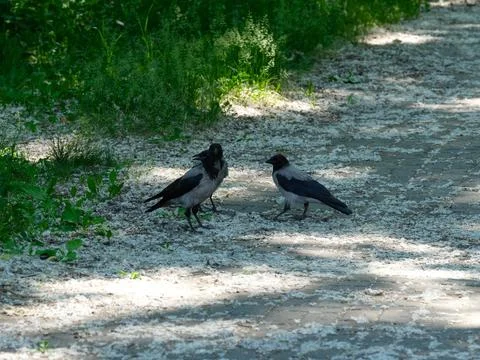 A group of three hooded crows standing on a park path covered with white popl Foto stock