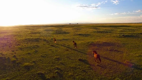Group Three Horses Running Stampeding, Western Prairie Landscape, Wyoming Video stock 101622231