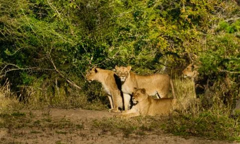 Group of three lions Stock-Fotos