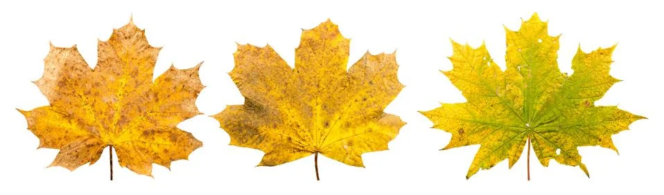 Group of three maple leaves in different stades of withering in a row Stock Photos