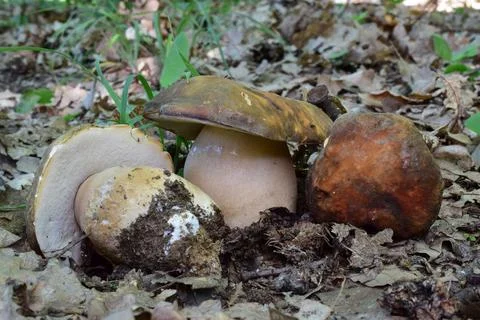 Group of three nice specimen of Boletus aereus Stock Photos