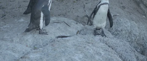 Group of three Penguins - UHD Prores 422 Stock Footage 104030802