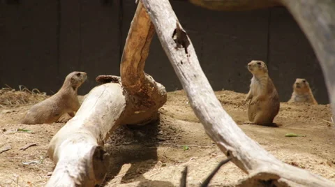 Group of three Prairie dogs Stock Footage 66686780