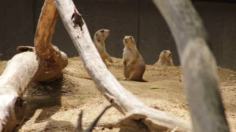 Group of three Prairie dogs Stock Footage 66686943