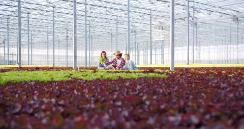 Group of three qualified gardeners taking care of green and red salad in modern Video stock 248894366