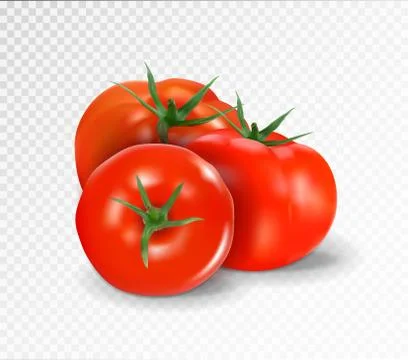 Group of three realistic tomatoes isolated on a transparent background. Vector Stock Illustration