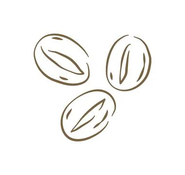A Group Of Three Roasted Aromatic Coffee Beans Hand Drawn Vector Illustration Stockillustratie
