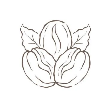 A Group Of Three Roasted Coffee Beans With A Leaf Vector Illustration Stockillustratie