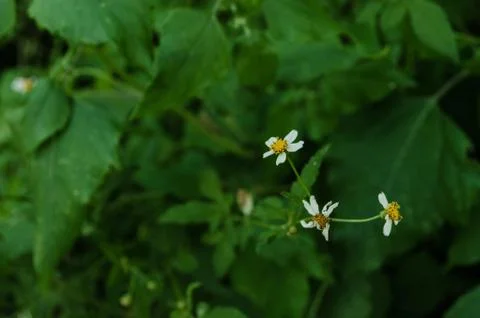 Group of three small flowers surrounded by green leaves Stock Photos