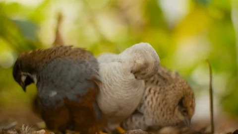 Chinese Small Breasts Stock Videos – Royalty-Free HD & 4K Videos